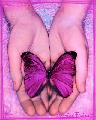 Papillon
